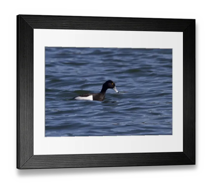Framed Print : Tufted Duck male - spring Framed Print : Tufted Duck male - spring