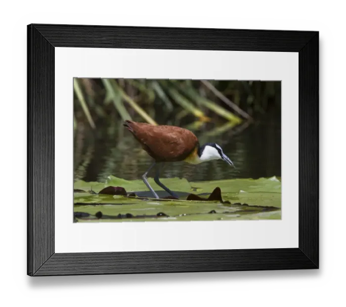 Framed Print : African Jacana, note the foot which is well Adapted for walking on lilies and the fish in its bill Framed Print : African Jacana, note the foot which is well Adapted for walking on lilies and the fish in its bill