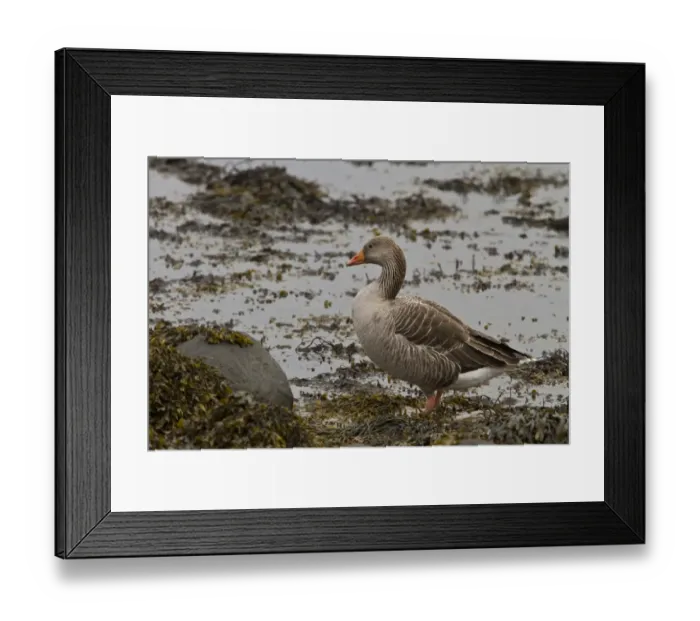 Framed Print : Greylag goose standing on seaweed - Scotland Framed Print : Greylag goose standing on seaweed - Scotland