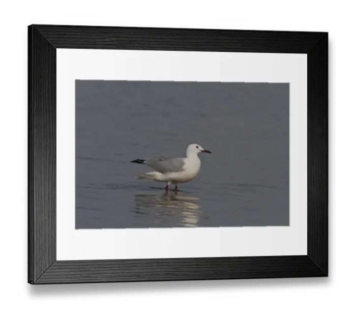 Framed Print : Slender billed gull - Coto Donana, Spain Framed Print : Slender billed gull - Coto Donana, Spain