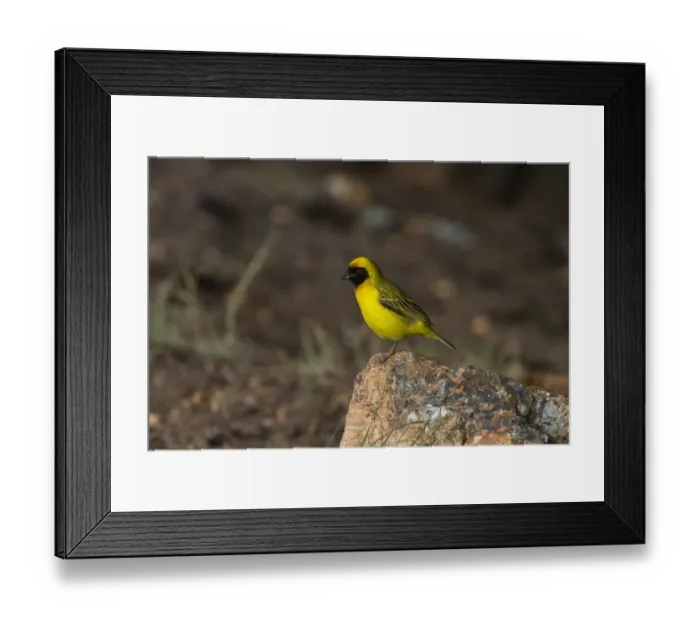 Framed Print : Male Southern Masked Weaver - Ploceus velatus. From Botswana Framed Print : Male Southern Masked Weaver - Ploceus velatus. From Botswana