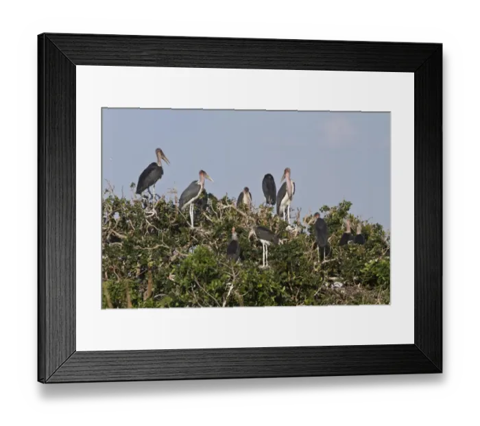 Framed Print : Marabou Stork nesting colony in the Okavango Delta Botswana. Marabous are a large wading bird in the stork family Framed Print : Marabou Stork nesting colony in the Okavango Delta Botswana. Marabous are a large wading bird in the stork family
