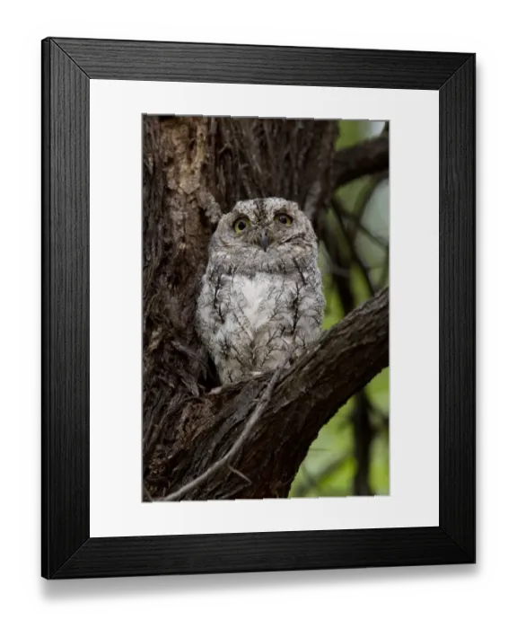 Framed Print : African Scops Owl at Savuti Elephant Lodge, Botswana Framed Print : African Scops Owl at Savuti Elephant Lodge, Botswana