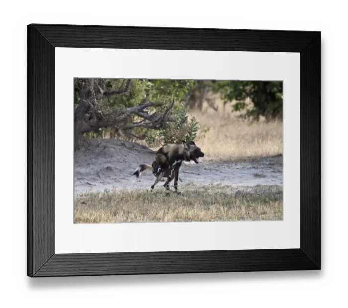 Framed Print : Defecating Hunting dog. Lycaon pictus is a large canid found only in Africa Framed Print : Defecating Hunting dog. Lycaon pictus is a large canid found only in Africa