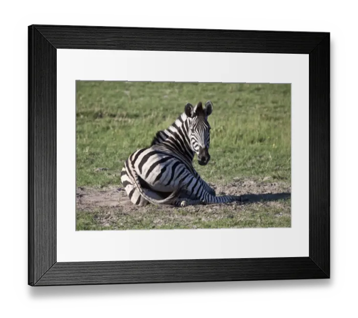 Framed Print : Burchells Zebra rolls in dust- Botswana