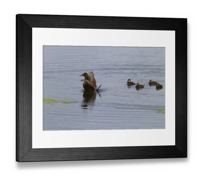 Framed Print : Female White headed Duck with ducklings - Coto Donana Spain Framed Print : Female White headed Duck with ducklings - Coto Donana Spain