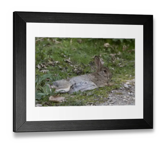 Framed Print : Resting Rabbit