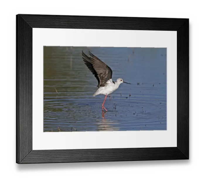 Framed Print : Black winged Stilt - Okavango Delta, Botswana Framed Print : Black winged Stilt - Okavango Delta, Botswana