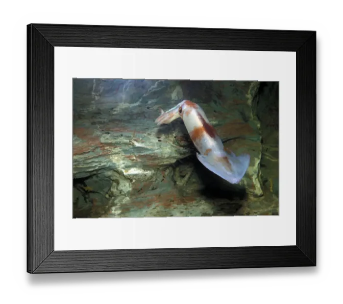 Framed Print : illex coindetii - Swift nektonic squid with a muscular mantle, large head and strong arms Framed Print : illex coindetii - Swift nektonic squid with a muscular mantle, large head and strong arms