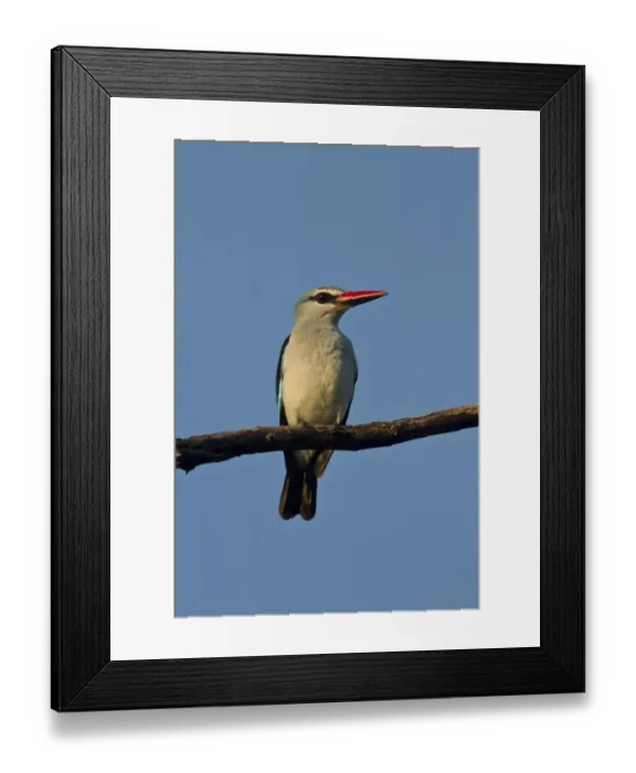 Framed Print : Woodland Kingfisher - Okavango Delta Botswana Framed Print : Woodland Kingfisher - Okavango Delta Botswana