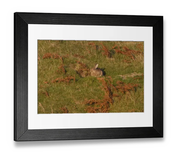 Framed Print : Rabbit sitting in the autumn sun Framed Print : Rabbit sitting in the autumn sun