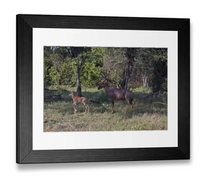 Framed Print : Tsessebe female with calf - Botswana. Tesessebe are diurnal and gregarious anilals Framed Print : Tsessebe female with calf - Botswana. Tesessebe are diurnal and gregarious anilals