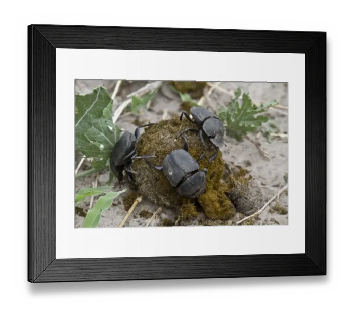 Framed Print : Dung beetles on dung making a ball to roll away and bury with their egg inside