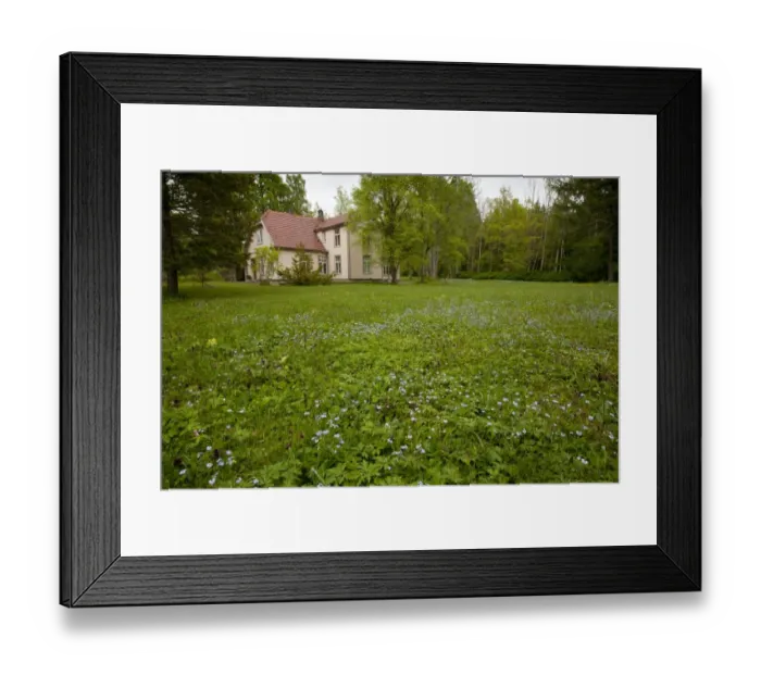 Framed Print : Flowery meadow habitat around old house, Viidumae N. P. Saaremaa Island, Estonia, may Framed Print : Flowery meadow habitat around old house, Viidumae N. P. Saaremaa Island, Estonia, may