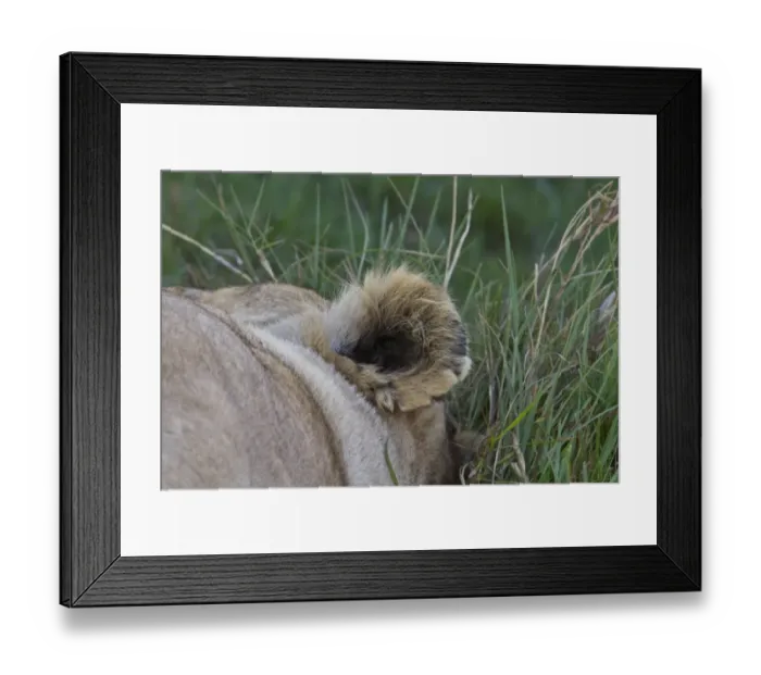 Framed Print : Ear of resting female african lion
