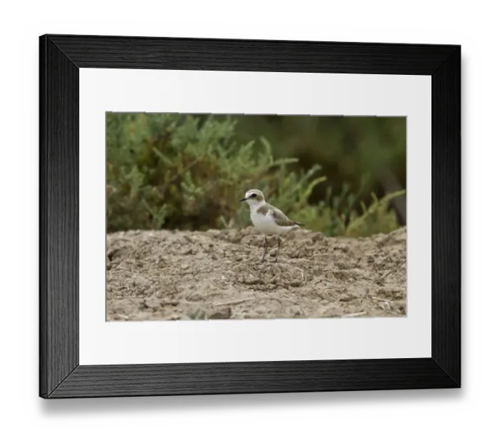 Framed Print : Kentish Plover, female summer. Coto Donana, Spain Framed Print : Kentish Plover, female summer. Coto Donana, Spain