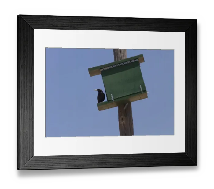 Framed Print : Spotless Starling by nesting box. Spain Framed Print : Spotless Starling by nesting box. Spain