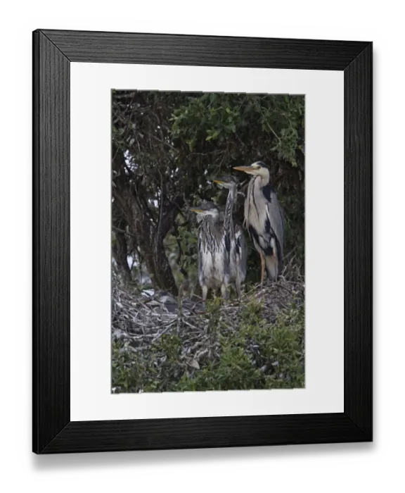Framed Print : Grey Heron at nest with large young - Coto Donana Spain Framed Print : Grey Heron at nest with large young - Coto Donana Spain