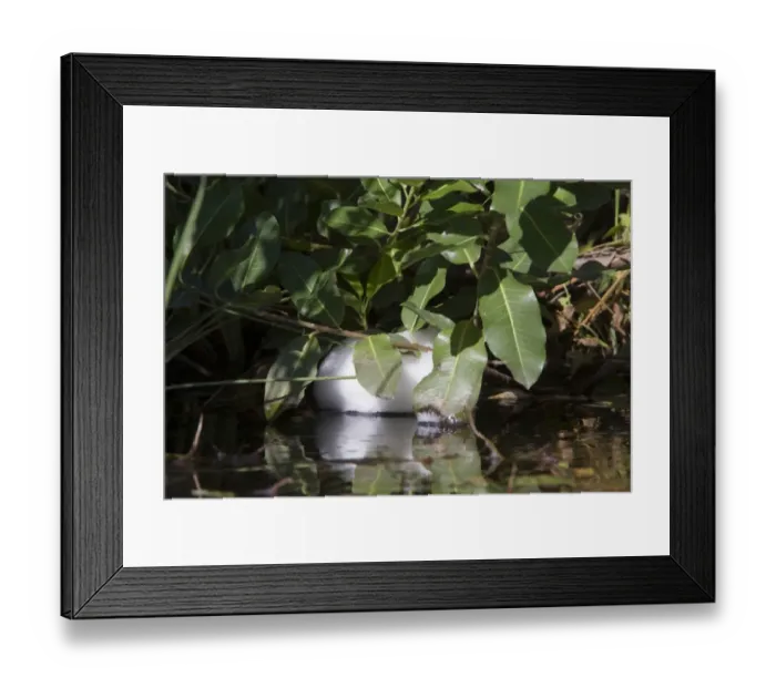 Framed Print : The nest of the African foam nest frog chiromantis xerampelina - Okavango, Botswana Framed Print : The nest of the African foam nest frog chiromantis xerampelina - Okavango, Botswana