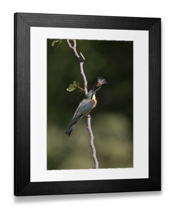 Framed Print : Little Bee-eater with dragonfly, near Kwara Camp Botswana Framed Print : Little Bee-eater with dragonfly, near Kwara Camp Botswana