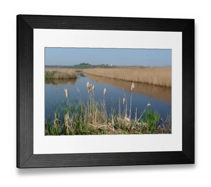 Framed Print : Looking over bulrush seed heads then reed beds towards Dunwich - RSPB Minsmere Suffolk Framed Print : Looking over bulrush seed heads then reed beds towards Dunwich - RSPB Minsmere Suffolk