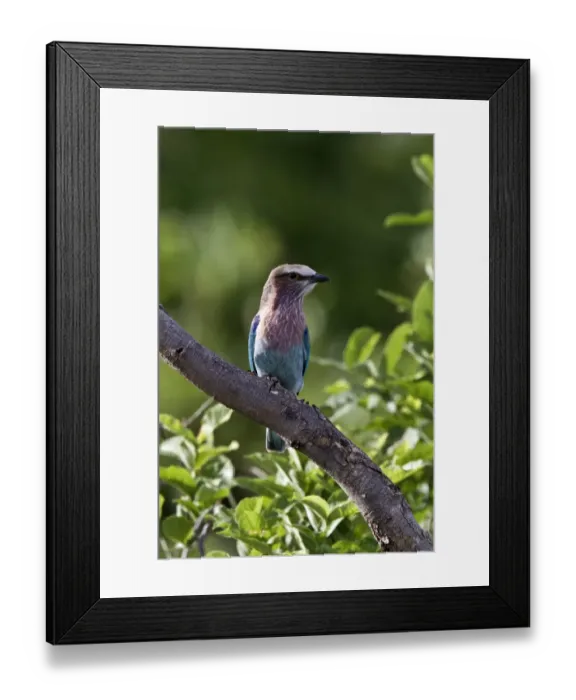 Framed Print : immature, juvenile lilacbreasted roller. The Lilac-breasted Roller, Coracias caudatus Framed Print : immature, juvenile lilacbreasted roller. The Lilac-breasted Roller, Coracias caudatus