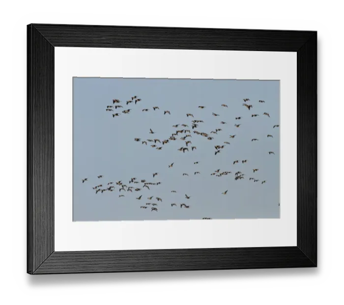 Framed Print : Pink footed Geese, winter flock flying at Brancaster, North Norfolk Framed Print : Pink footed Geese, winter flock flying at Brancaster, North Norfolk