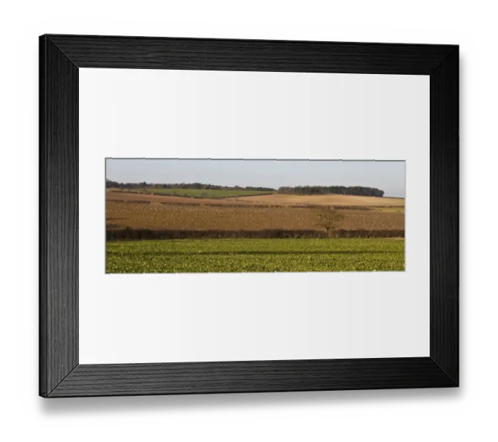 Framed Print : Pink footed geese feeding on newly harvested winter sugar beet field, Brancaster, North Norfolk Framed Print : Pink footed geese feeding on newly harvested winter sugar beet field, Brancaster, North Norfolk