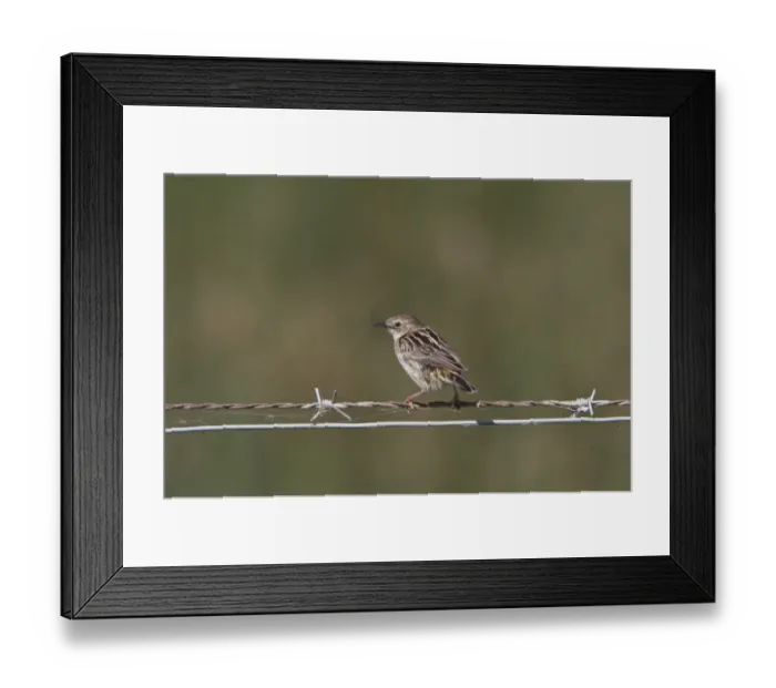 Framed Print : Fan tailed Warbler or Zitting Cisticola on wire fence - Coto Donana, Spain Framed Print : Fan tailed Warbler or Zitting Cisticola on wire fence - Coto Donana, Spain