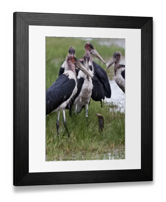 Framed Print : Marabou Storks surround a Mozambique Spitting Cobra Framed Print : Marabou Storks surround a Mozambique Spitting Cobra