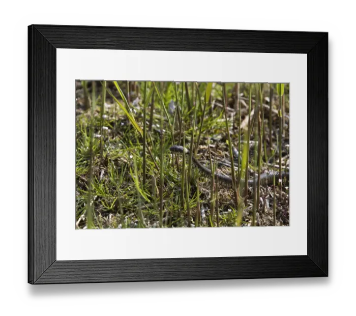 Framed Print : Grass snake hunting in boggy marsh