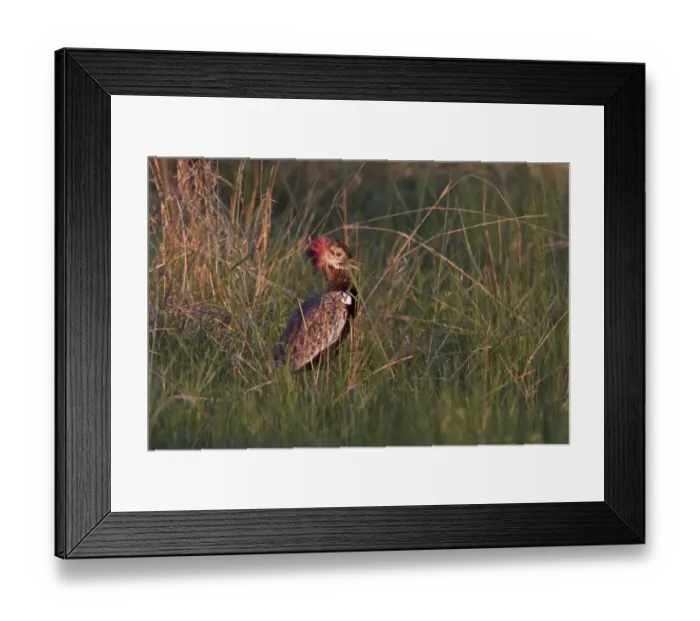 Framed Print : Red crested Korhaan male showing red crest during display Framed Print : Red crested Korhaan male showing red crest during display
