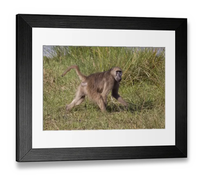 Framed Print : Chacma Baboon is found in southern Africa, ranging from South Africa north to Angola, Zambia, and Mozambique