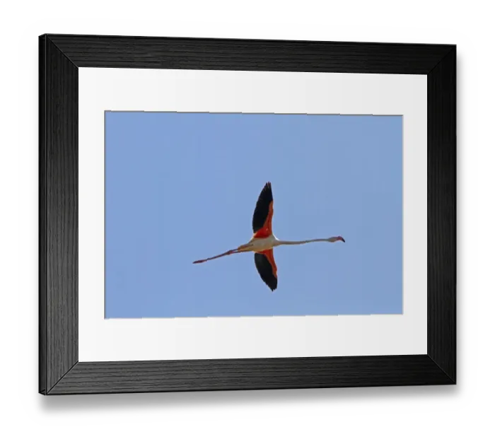 Framed Print : Greater Flamingo flying, Coto Donana, Spain Framed Print : Greater Flamingo flying, Coto Donana, Spain