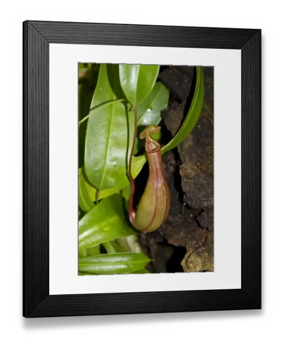Framed Print : Nepenthes petiolata is a highland Nepenthes pitcher plant species endemic to Mindanao island in the Philippines Framed Print : Nepenthes petiolata is a highland Nepenthes pitcher plant species endemic to Mindanao island in the Philippines