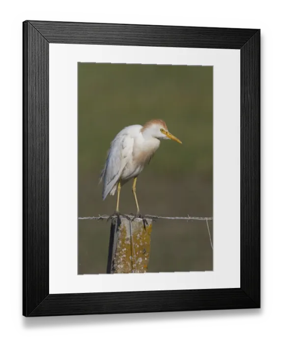 Framed Print : Cattle Egret in summer plumage Framed Print : Cattle Egret in summer plumage