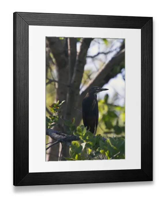 Framed Print : Rufous bellied heron a young adult bird - Okavango Botswana