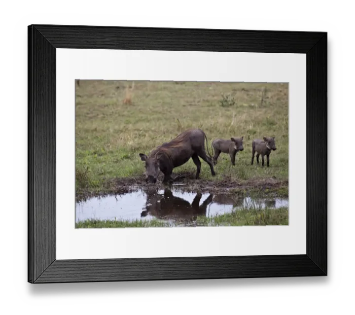 Framed Print : Warthog kneeling with two piglets