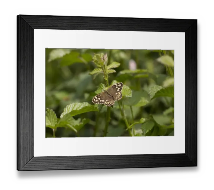 Framed Print : Speckled Wood Butterfly on bramble leaves