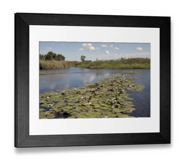 Framed Print : Nymphaea nouchali, commonly known as the Red and blue water lily, Blue star water lily, Star lotus Framed Print : Nymphaea nouchali, commonly known as the Red and blue water lily, Blue star water lily, Star lotus