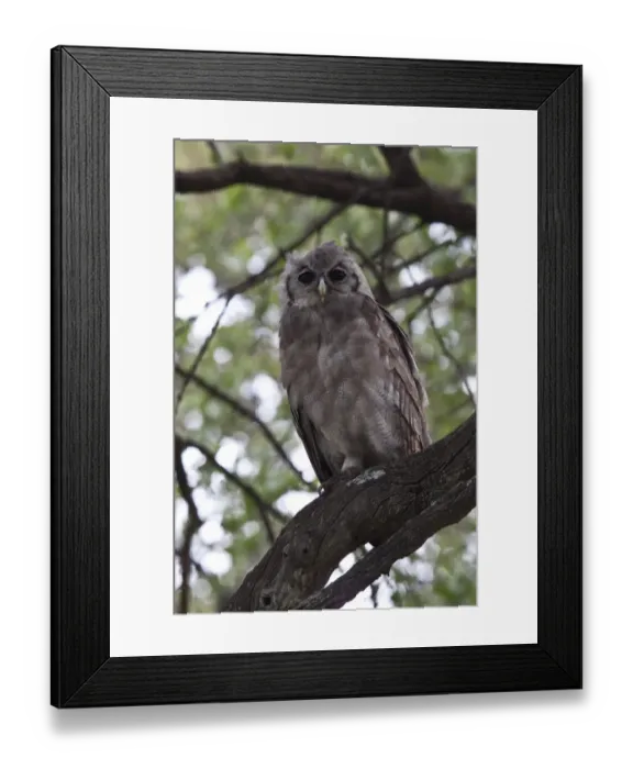 Framed Print : Verreauxs Eagle owl juvenile rests in tree near Lebala Camp - Botswana