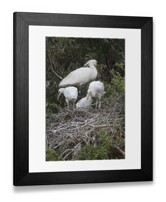 Framed Print : Adult and young Eurasian Spoonbill in Nesting Colony, Coto Donana, Spain Framed Print : Adult and young Eurasian Spoonbill in Nesting Colony, Coto Donana, Spain