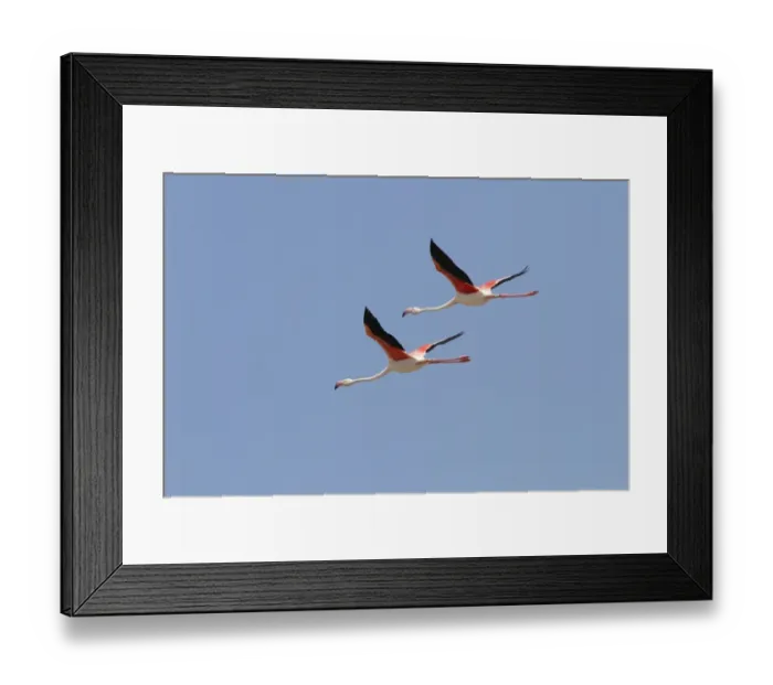 Framed Print : Two Greater Flamingos flying, Coto Donana, Spain Framed Print : Two Greater Flamingos flying, Coto Donana, Spain
