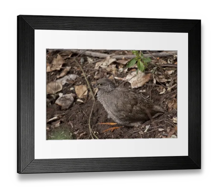 Framed Print : Immature Red billed Spurfowl - Botswana near Savuti Elephant Lodge Framed Print : Immature Red billed Spurfowl - Botswana near Savuti Elephant Lodge