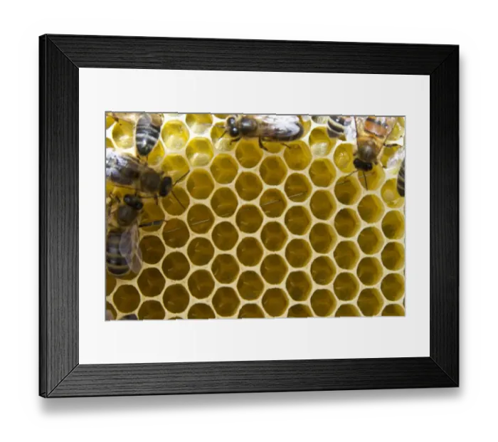 Framed Print : Newly layed eggs in queen cups. A virgin queen will develop from a fertilized egg Framed Print : Newly layed eggs in queen cups. A virgin queen will develop from a fertilized egg