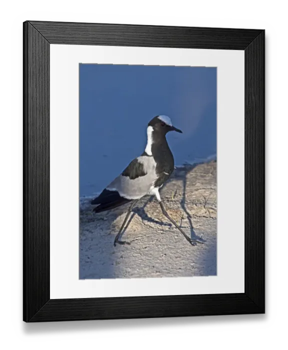 Framed Print : Blacksmith Plover showing wing spurs, Botswana Framed Print : Blacksmith Plover showing wing spurs, Botswana