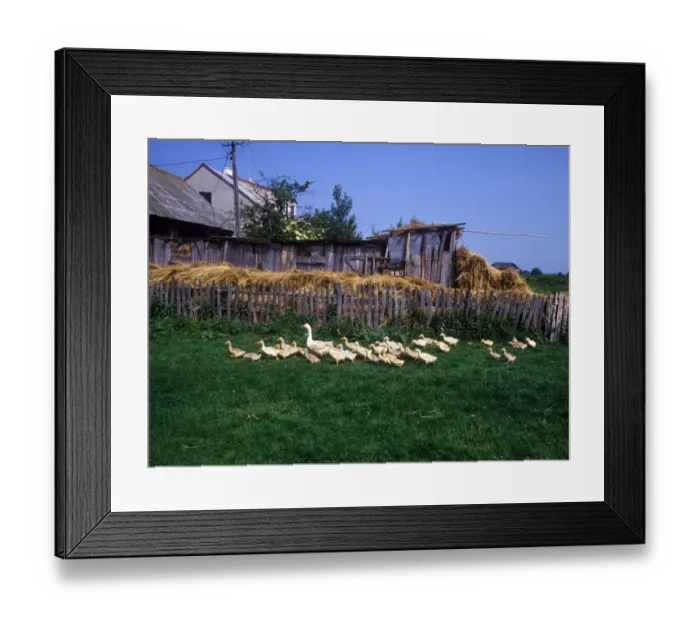 Framed Print : Poland Farm yard geese - Poland