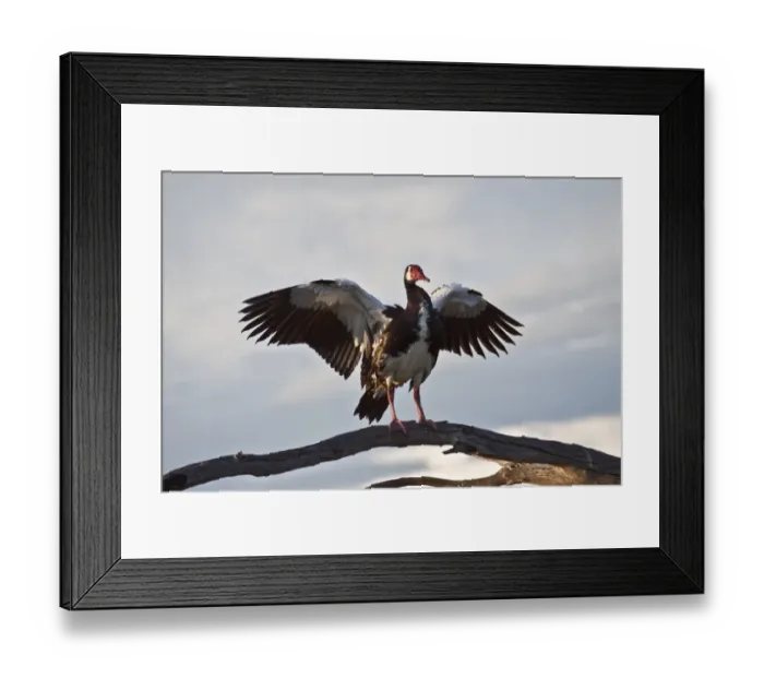 Framed Print : Spurwinged goose - Okavango, Botswana Framed Print : Spurwinged goose - Okavango, Botswana