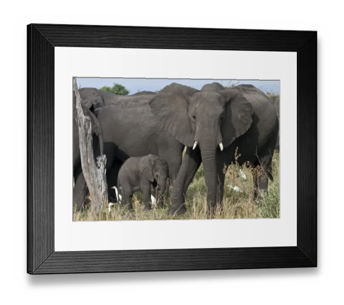 Framed Print : Family goup of African Elephants with Cattle Egrets looking for insects to feed Framed Print : Family goup of African Elephants with Cattle Egrets looking for insects to feed