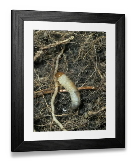 Framed Print : Cockchafer larva Framed Print : Cockchafer larva